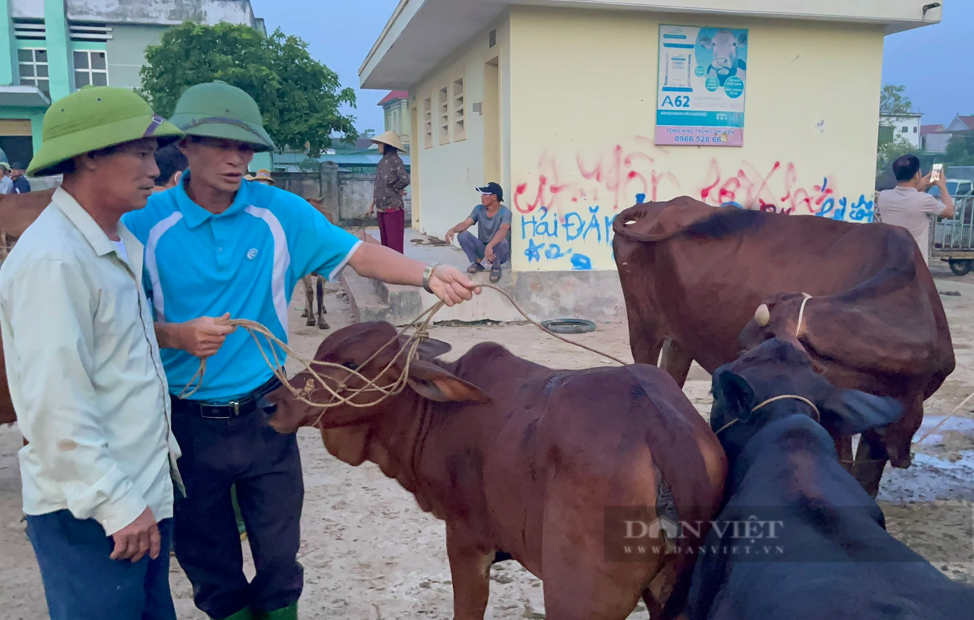 Chợ trâu, bò lớn nhất cả nước ở Nghệ An, nơi mưu sinh của hàng trăm nông dân - Ảnh 3.