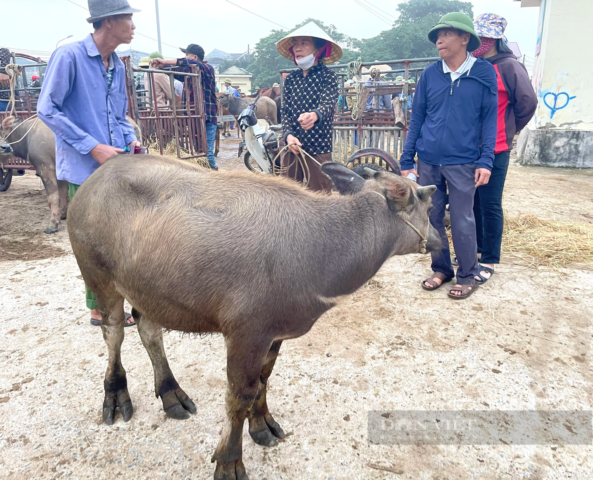 Chợ trâu, bò lớn nhất cả nước ở Nghệ An, nơi mưu sinh của hàng trăm nông dân - Ảnh 5.