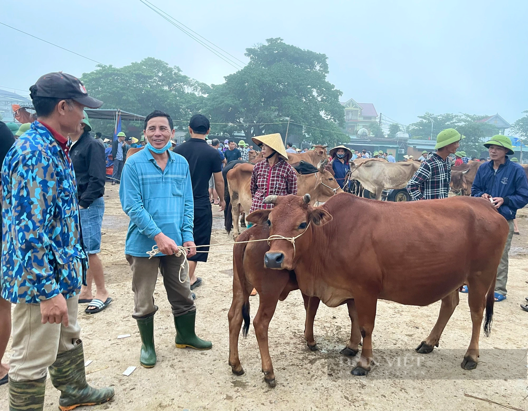 Chợ trâu, bò lớn nhất cả nước ở Nghệ An, nơi mưu sinh của hàng trăm nông dân - Ảnh 4.