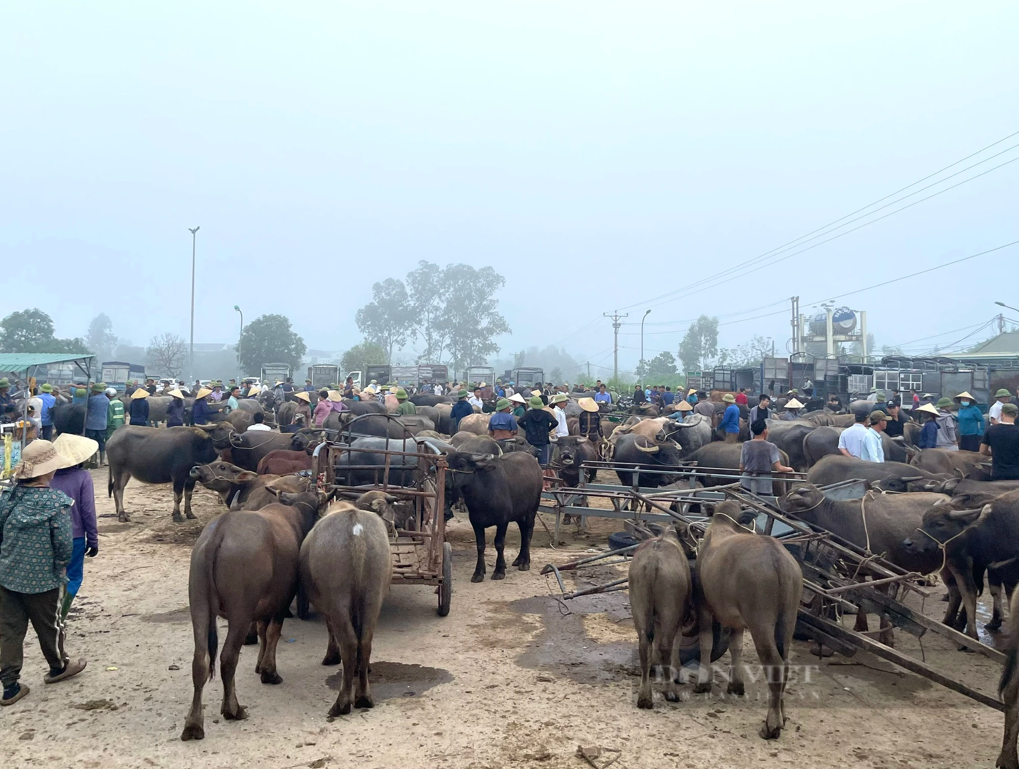 Chợ trâu, bò lớn nhất cả nước ở Nghệ An, nơi mưu sinh của hàng trăm nông dân - Ảnh 2.