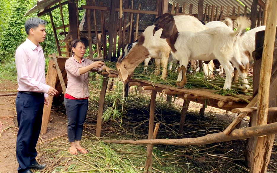 Mô hình chăn nuôi dê của người dân xã Lộc An (huyện Lộc Ninh, tỉnh Bình Phước) từ nguồn vốn vay hộ nghèo của NHCSXH huyện Lộc Ninh. Ảnh: NHCSXH huyện Lộc Ninh.