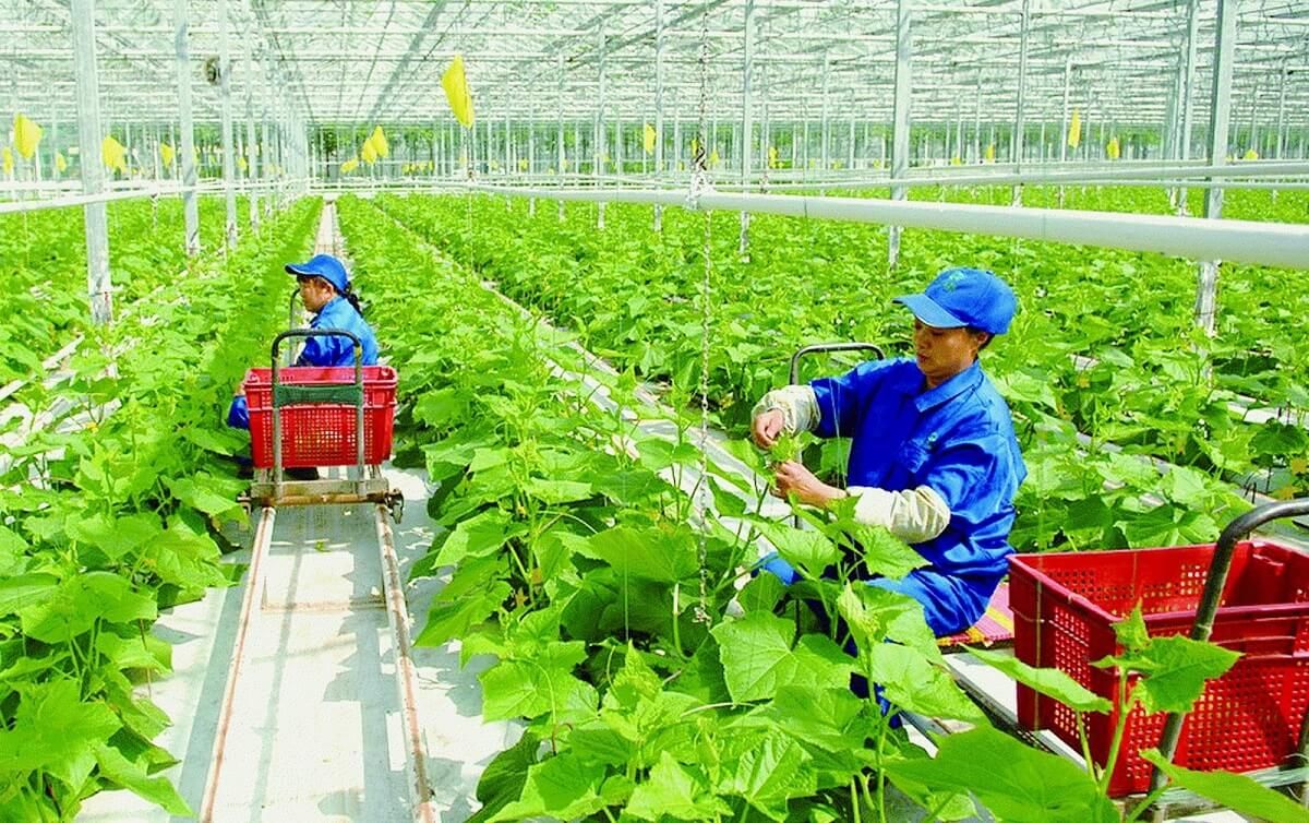 Chuyển đổi số trong nông nghiệp, trọng tâm để Việt Nam tiến bước - Ảnh 1.