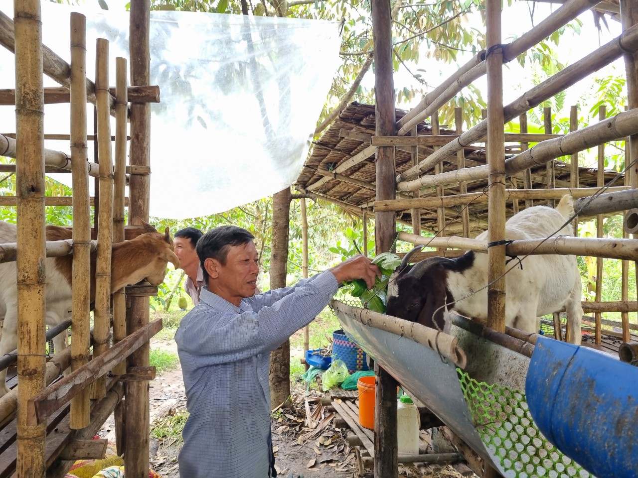 Nuôi dê sinh sản trên &quot;nhà sàn&quot;, cho ăn mít Thái và thảo dược, người dân Hậu Giang có thêm thu nhập ổn định - Ảnh 3.