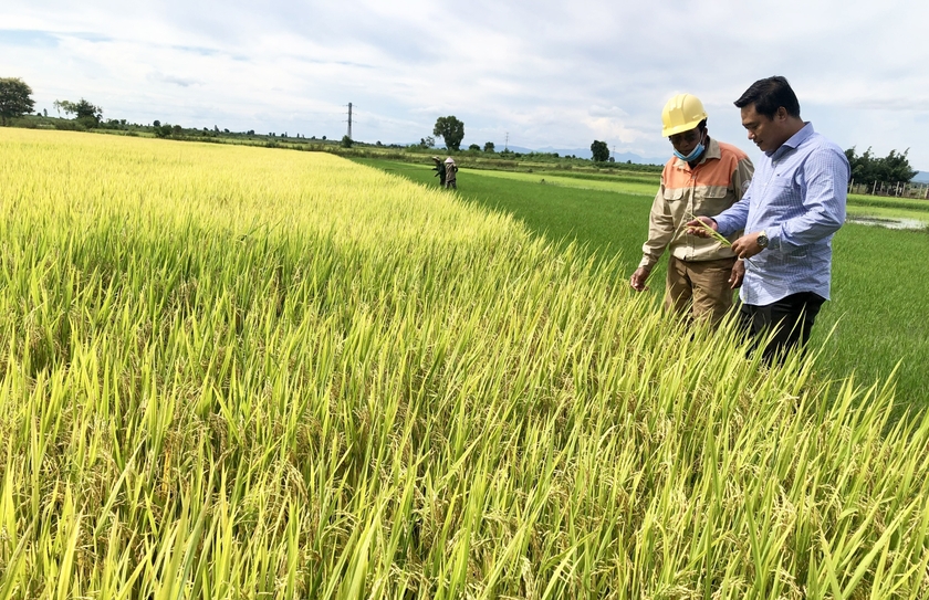 Vì sao gạo TBR97 lại được chọn để xây dựng thương hiệu gạo Ia Pa, sản phẩm OCOP của tỉnh Gia Lai - Ảnh 1.