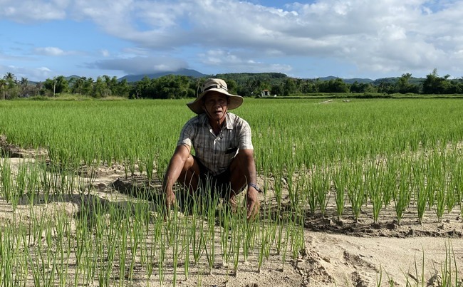 Trồng loại rau gia vị thơm cả cánh đồng, nông dân một xã ở Bình Định ngồi ruộng mà chả thấy ai mua - Ảnh 1.