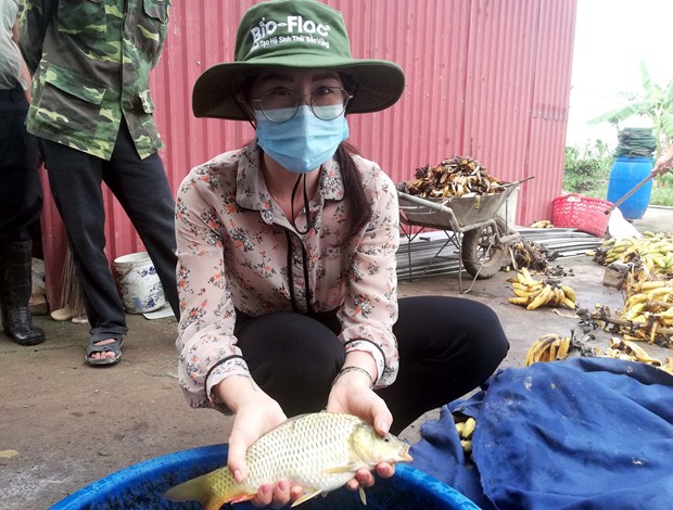 Mô hình nuôi ghép cá chép trong ao ở Hưng Yên, con nào bắt lên cũng đẹp, cứ 1ha, nông dân thu 8,5 tấn - Ảnh 2.