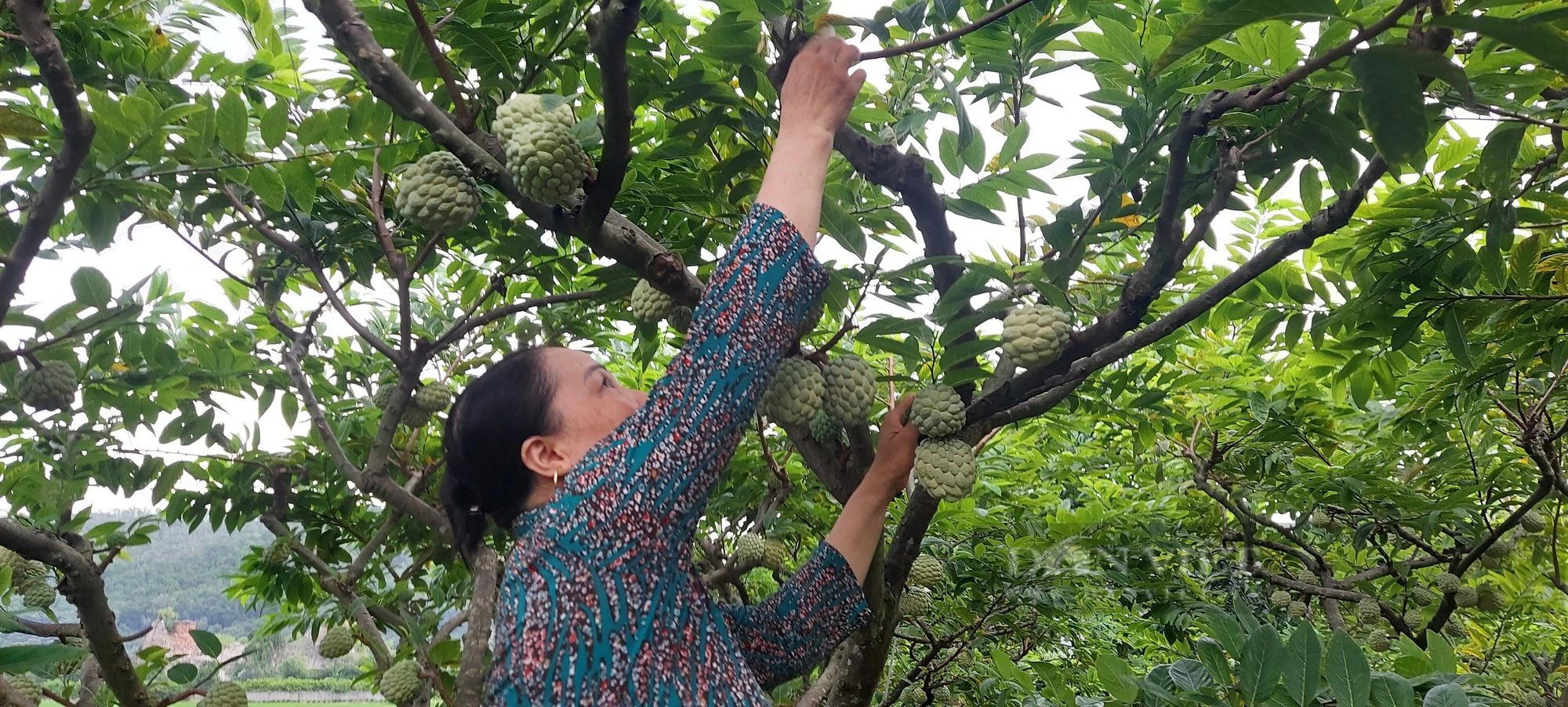 Phó Chủ tịch Hội Nông dân TP Hải Phòng Nguyễn Hồng Hưng: 3 mũi nhọn tiến đến nhiệm kỳ Đại hội mới - Ảnh 4.