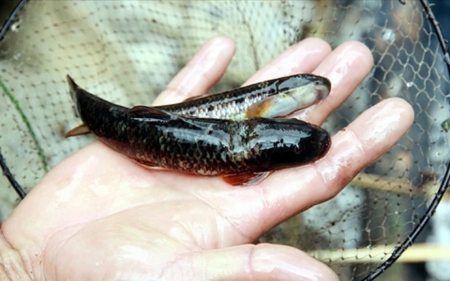 Loài cá suối lạ đời trên dãy núi Hoàng Liên Sơn ở Lai Châu, ví như nhân sâm, chuốc say mới bắt được