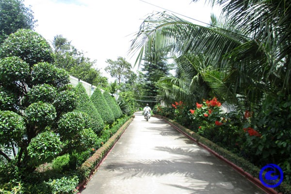 Đường hoa, đường cây xanh ở một huyện của Tiền Giang đẹp như phim, ai qua cũng muốn chụp hình - Ảnh 1.