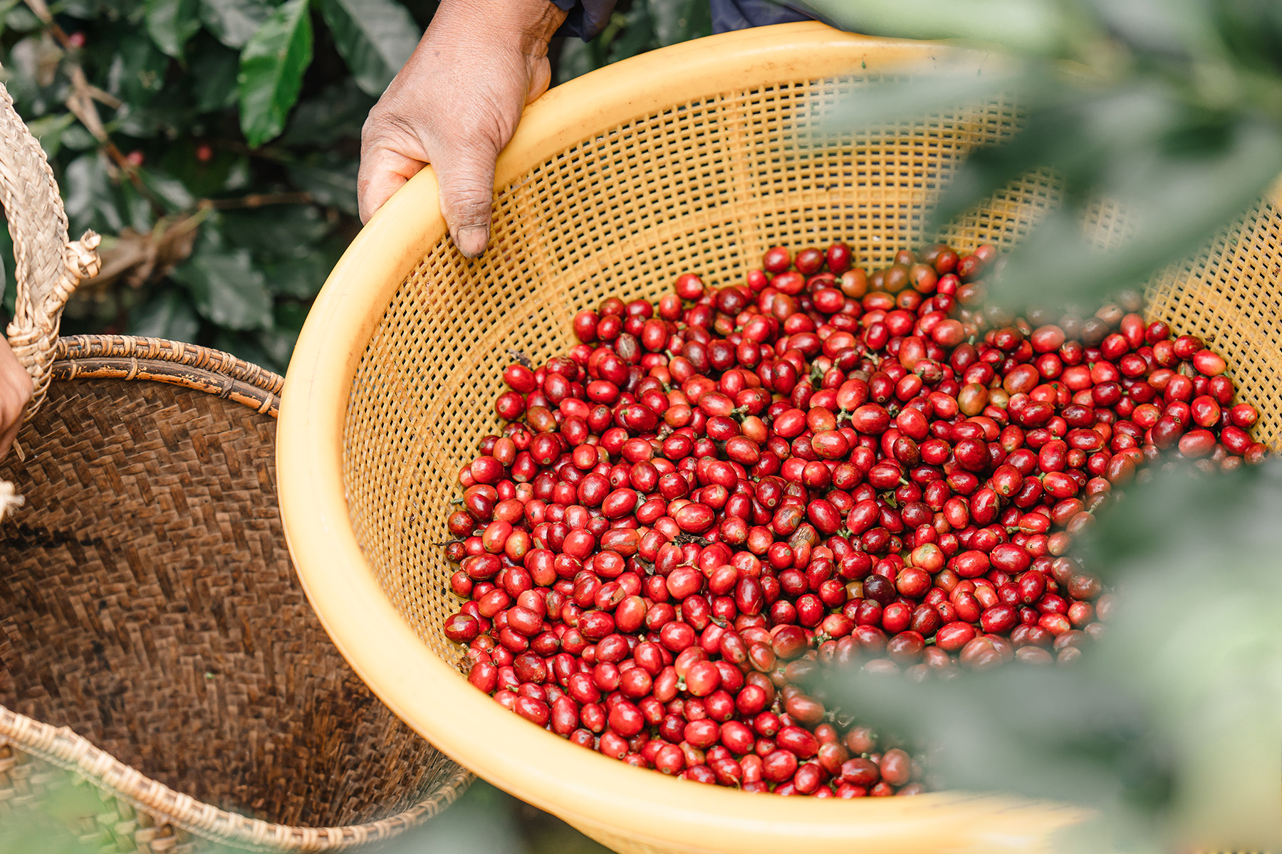 Giá cà phê hôm nay 5/2: Tiền đầu cơ rời thị trường, sàn quốc tế cà phê giảm giá, trong nước 79.000 đồng/kg- Ảnh 3.