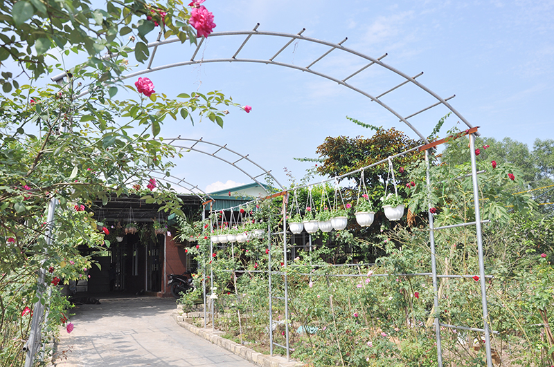 Vườn mẫu nông thôn mới ở nơi này của Quảng Ninh bạt ngạt hoa hồng cổ, đâu đâu cũng đẹp, thơm ngây ngất - Ảnh 2.