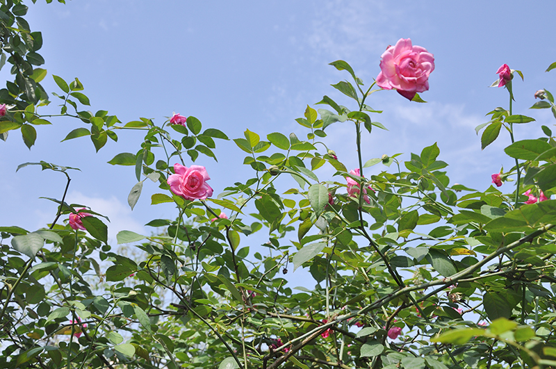 Vườn mẫu nông thôn mới ở nơi này của Quảng Ninh bạt ngạt hoa hồng cổ, đâu đâu cũng đẹp, thơm ngây ngất - Ảnh 5.