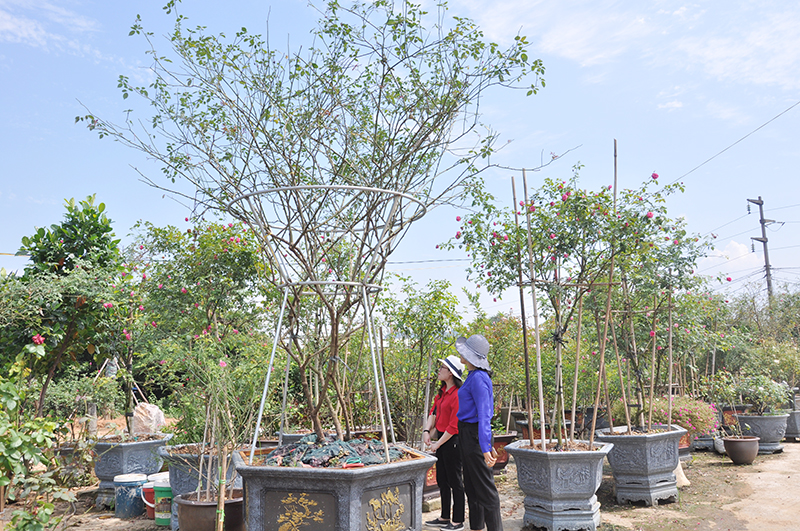 Vườn mẫu nông thôn mới ở nơi này của Quảng Ninh bạt ngạt hoa hồng cổ, đâu đâu cũng đẹp, thơm ngây ngất - Ảnh 8.