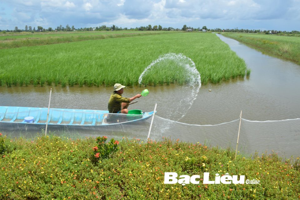 Nâng tầm “lúa thơm, tôm sạch” vùng ĐBSCL: Đẩy mạnh liên kết vùng (Bài cuối) - Ảnh 2.