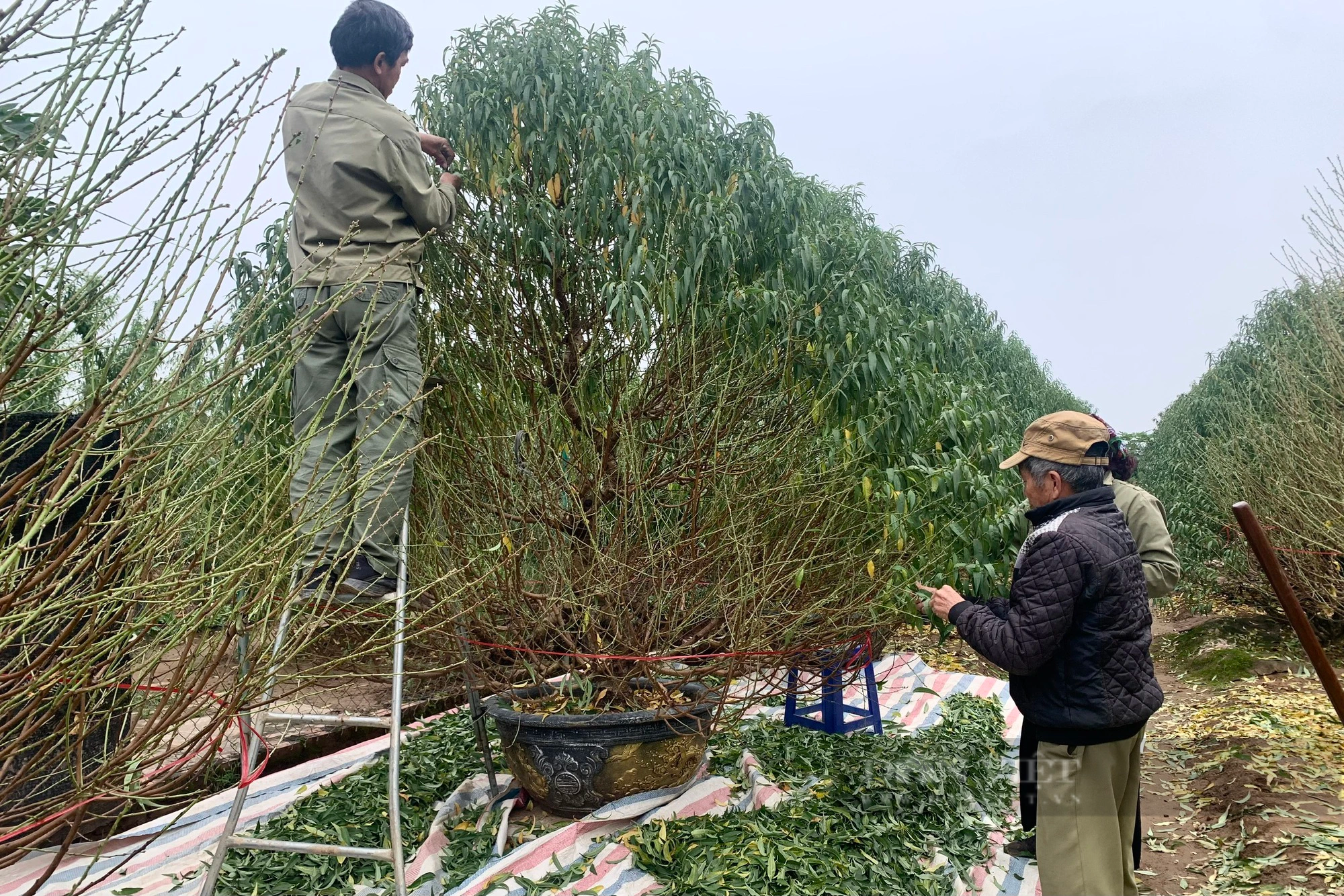 Người trồng đào Nhật Tân tất bật &quot;xuống lá&quot; chuẩn bị cho Tết 2024 - Ảnh 2.