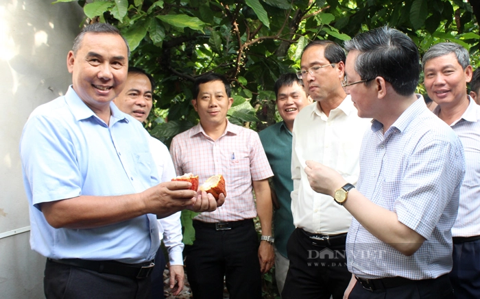Đoàn công tác của  Trung ương Hội Nông dân Việt Nam tham quan và thưởng thức hương vị trái ca cao ngay tại vườn của Công ty TNHH Ca cao Thành Đạt. Ảnh: Trần Khánh