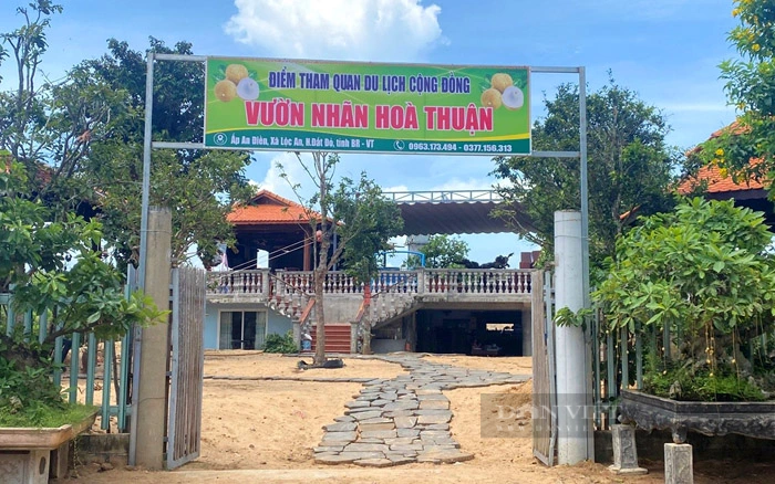 Vườn nhãn Hòa Thuận, thành viên HTX Nhãn xuồng Lộc An (xã Lộc An, huyện Đất Đỏ) trở thành điểm tham quan du lịch cộng đồng từ tháng 6/2022. Ảnh: Trần Khánh