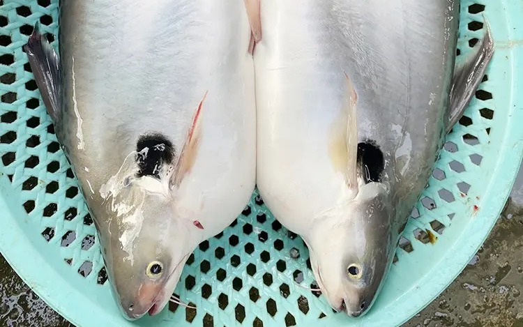Cá vồ đém sông Vàm Nao ở An Giang là loài cá gì mà ngày càng hiếm, giá bán ngày càng cao?