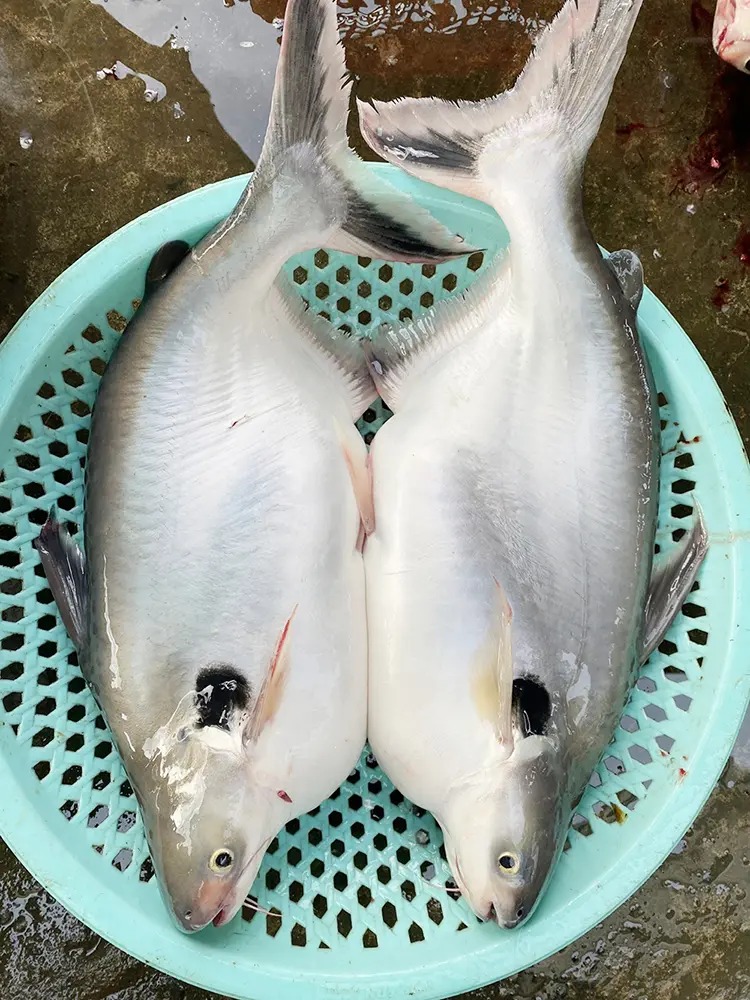 Cá vồ đém sông Vàm Nao ở An Giang là loài cá gì mà ngày càng hiếm, giá bán ngày càng cao? - Ảnh 1.