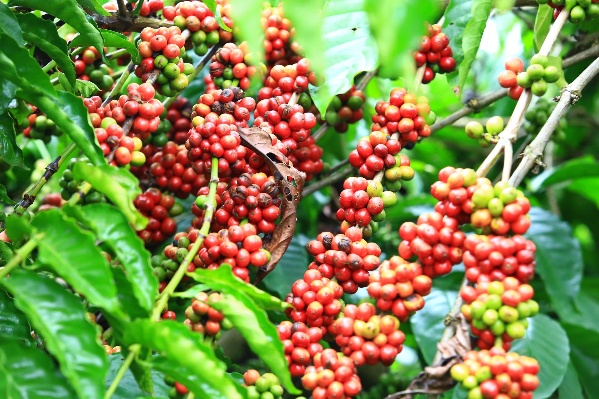 Giá cà phê ngày 5/4: Cà Robusta giảm sâu hơn 1% từ mức giá cao kỷ lục trước đó, vì sao vậy?- Ảnh 3.