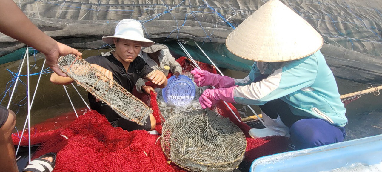 Giá một loại thủy sản tỷ đô tăng mạnh ở Bà Rịa-Vũng Tàu, bắt 4 ao được 8 tấn, nông dân này lãi 400 triệu - Ảnh 1.