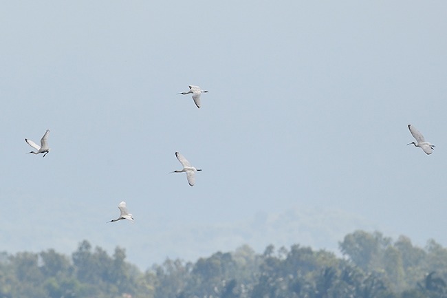 Trên đầm nước nổi tiếng ở Bình Định vừa phát hiện ra 3 loài chim quý hiếm, đó là những loài nào? - Ảnh 1.
