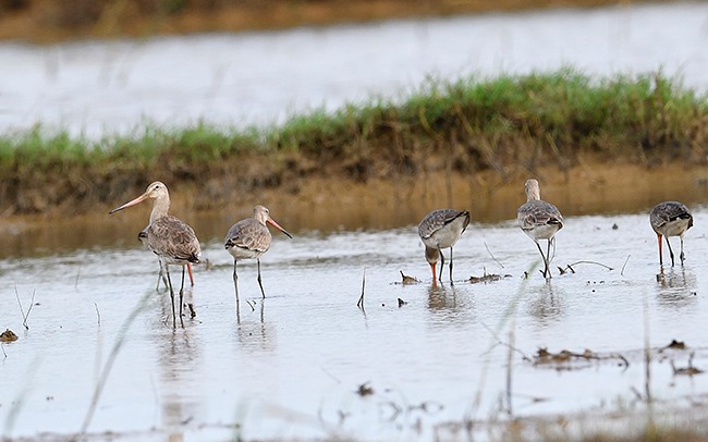 Trên đầm nước nổi tiếng ở Bình Định vừa phát hiện ra 3 loài chim quý hiếm, đó là những loài nào?