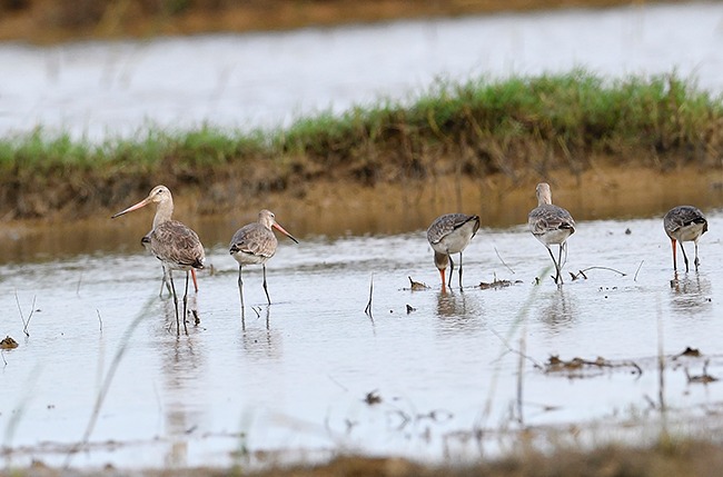 Trên đầm nước nổi tiếng ở Bình Định vừa phát hiện ra 3 loài chim quý hiếm, đó là những loài nào? - Ảnh 3.