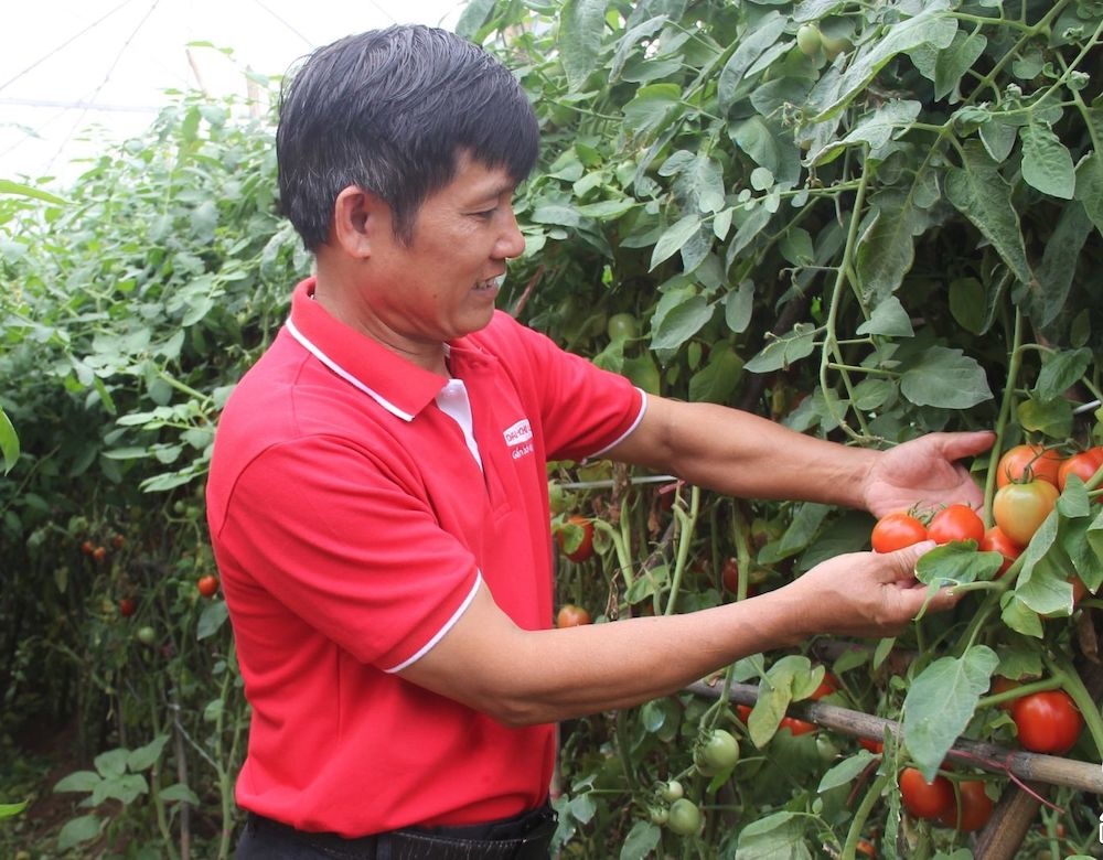 Một HTX nông sản sạch ở Sơn La thành công nhờ mô hình sản xuất liên kết theo chuỗi - Ảnh 1.