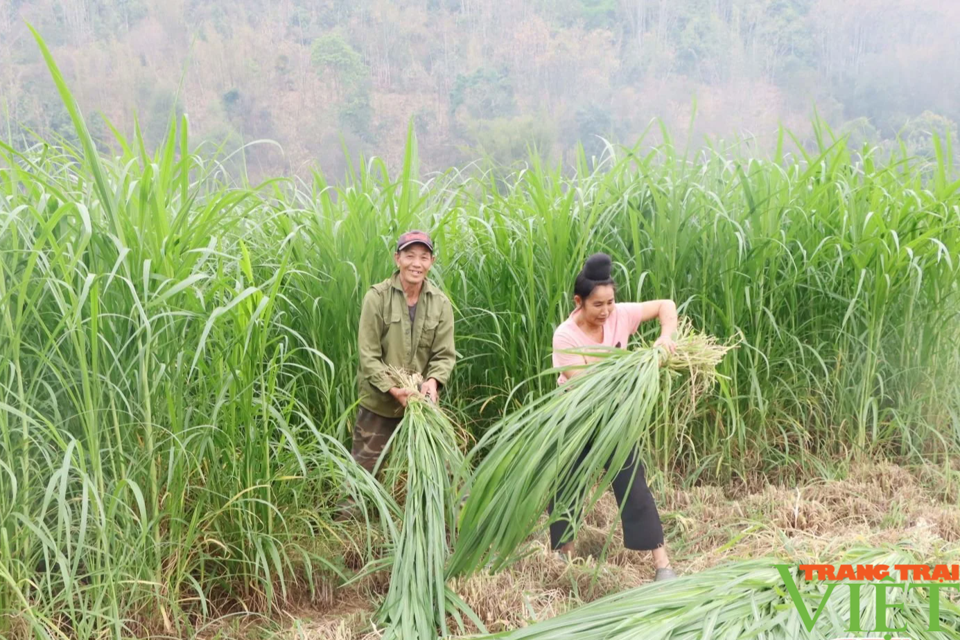 Vùng cao Sơn La chủ động phòng, chống rét cho vật nuôi - Ảnh 1.