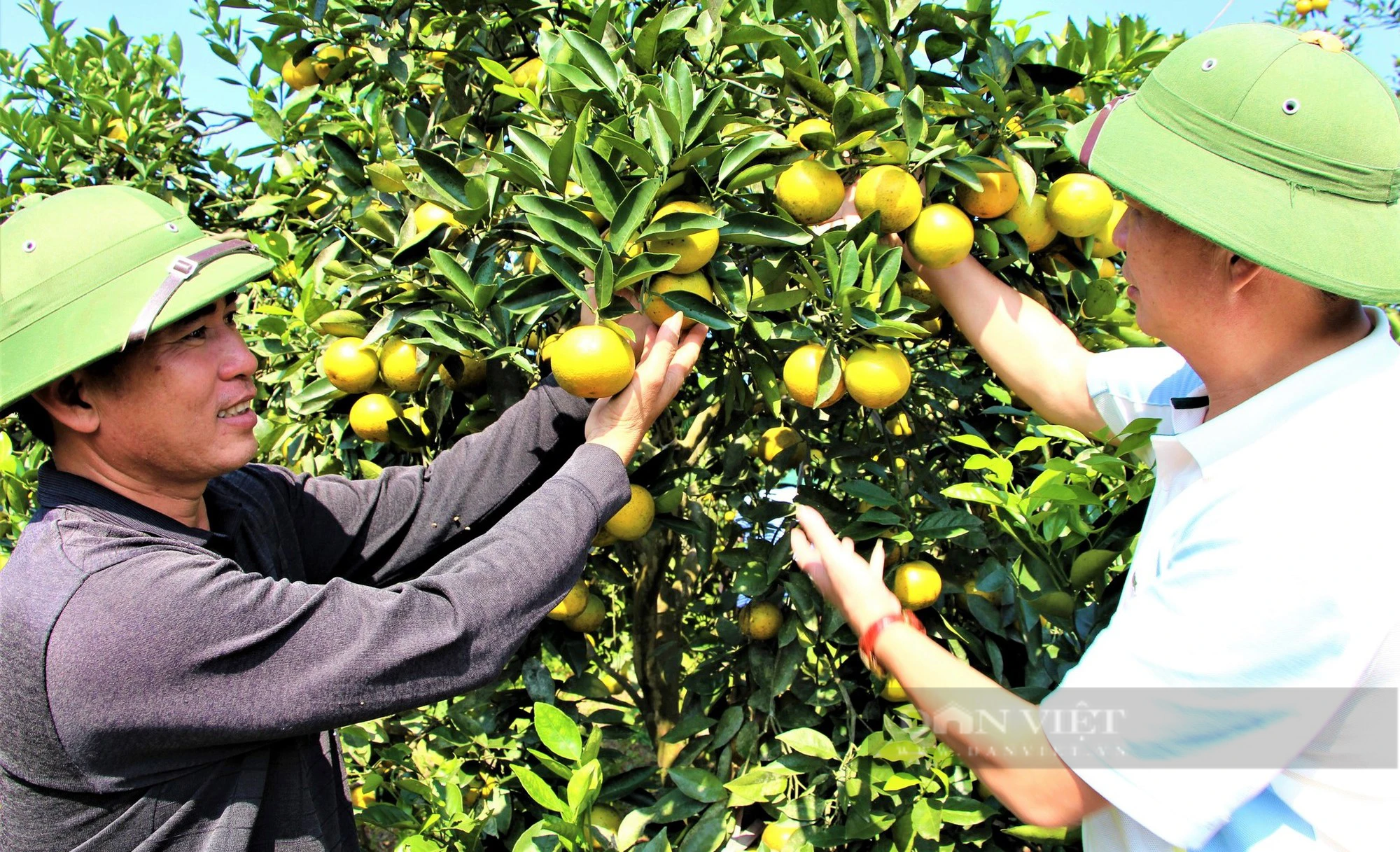 Trang trại hữu cơ trồng bạt ngàn cam và bưởi thơm, ngọt, sạch, lãi ròng hơn 1 tỷ đồng - Ảnh 1.