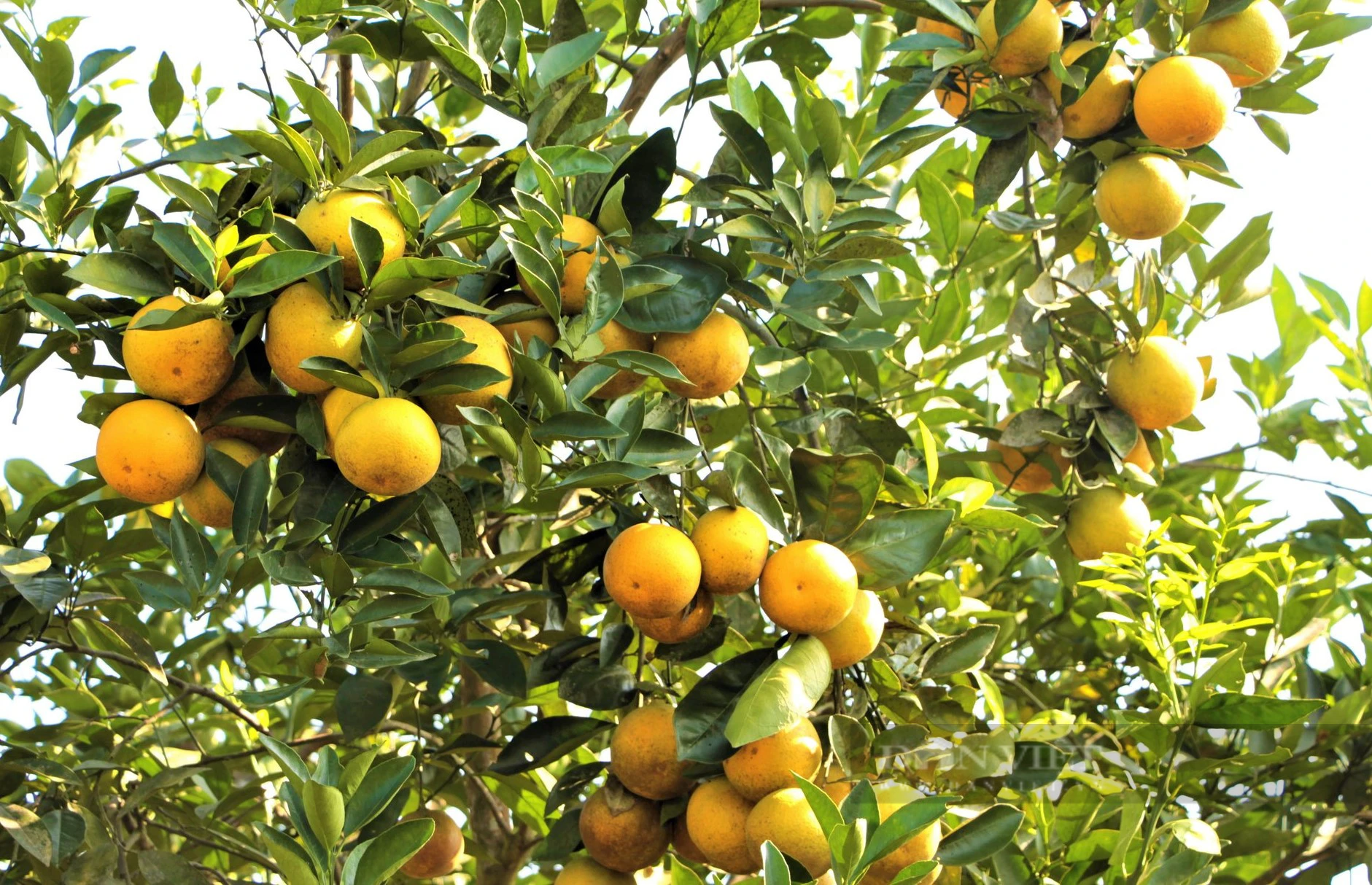 Trang trại hữu cơ trồng bạt ngàn cam và bưởi thơm, ngọt, sạch, lãi ròng hơn 1 tỷ đồng - Ảnh 2.