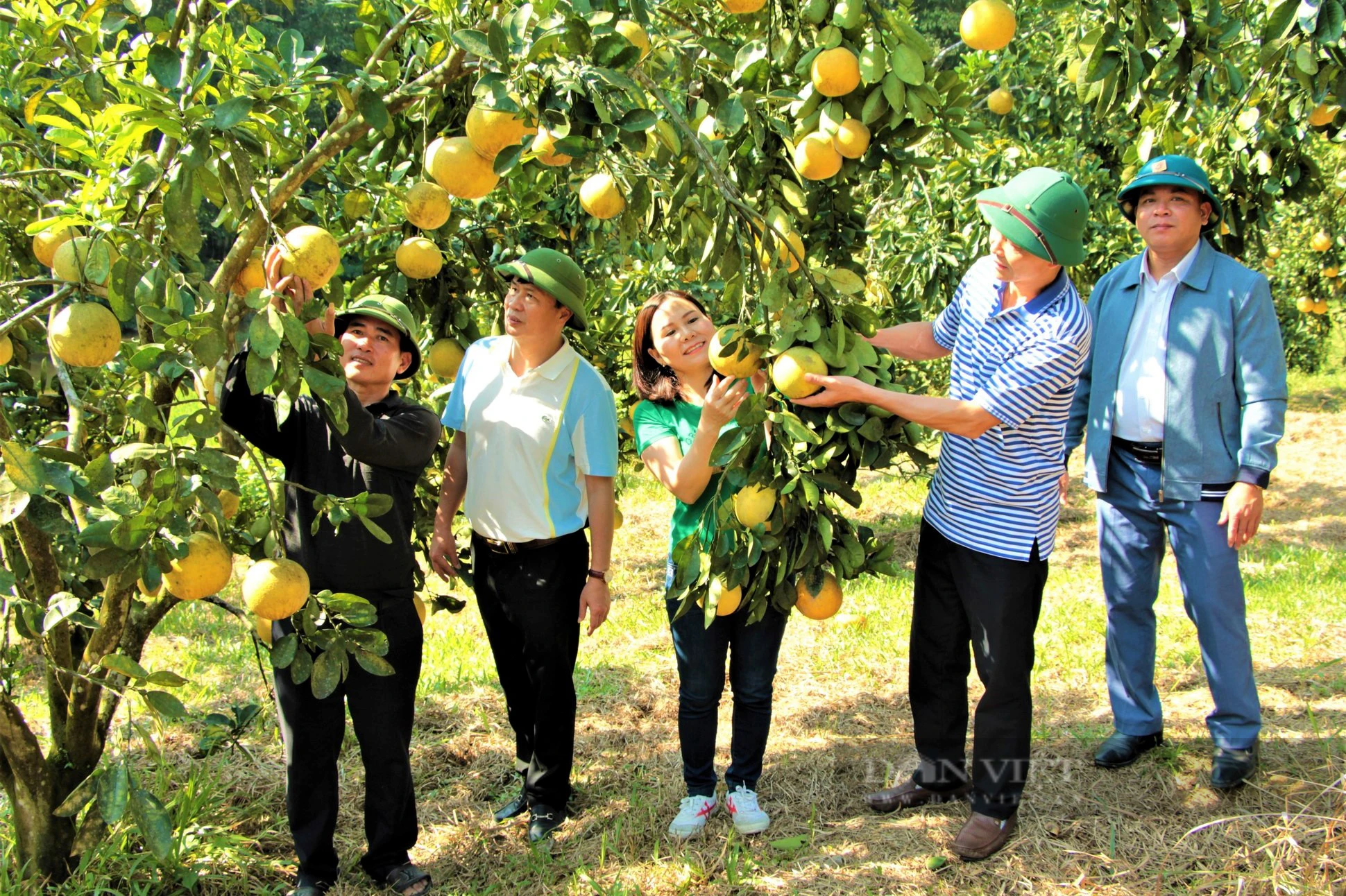 Trang trại hữu cơ trồng bạt ngàn cam và bưởi thơm, ngọt, sạch, lãi ròng hơn 1 tỷ đồng - Ảnh 6.