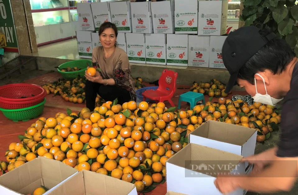 Trang trại hữu cơ trồng bạt ngàn cam và bưởi thơm, ngọt, sạch, lãi ròng hơn 1 tỷ đồng - Ảnh 8.