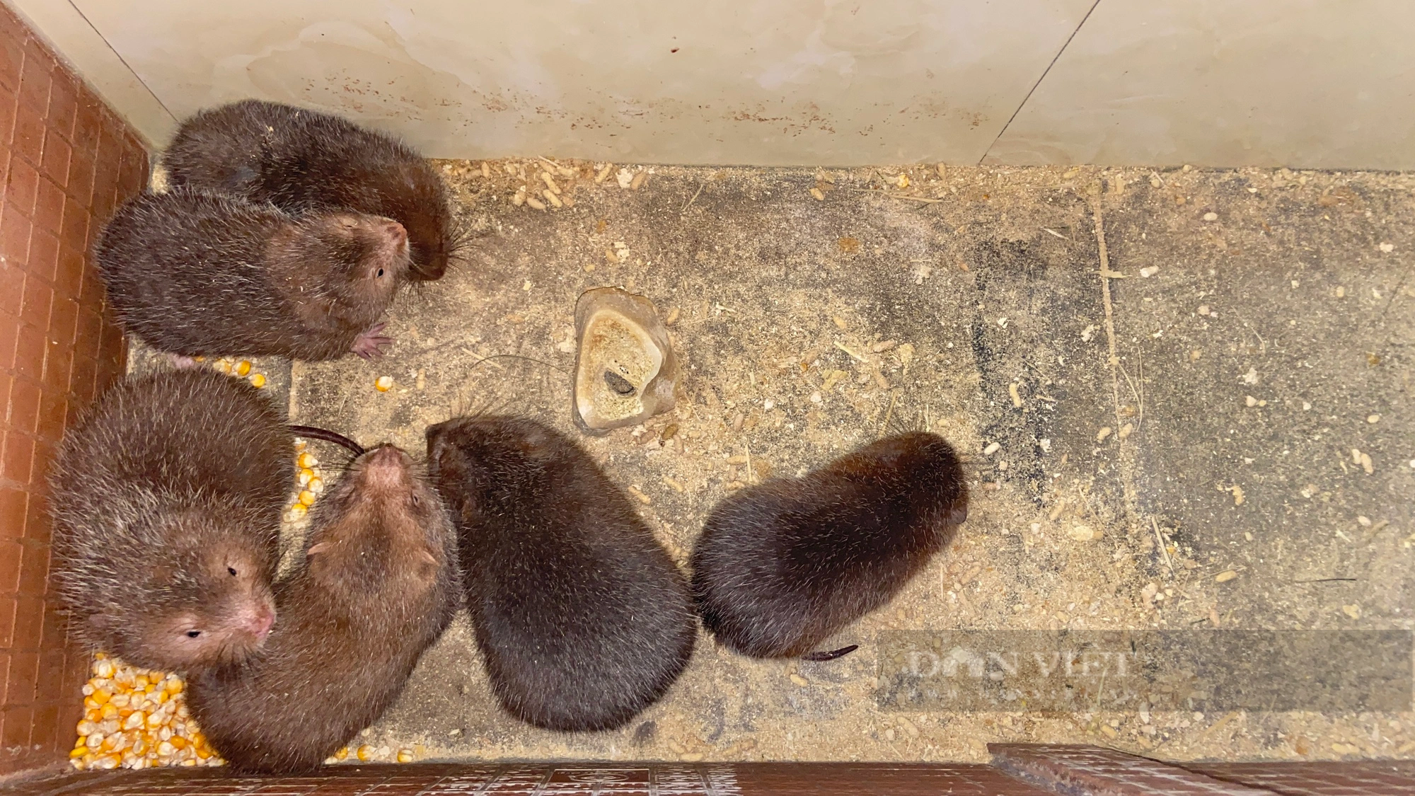 Quảng Nam: 9X khởi nghiệp nuôi loài chuột “khổng lồ”, chỉ ăn tre mía mà cho lãi cao  - Ảnh 4.
