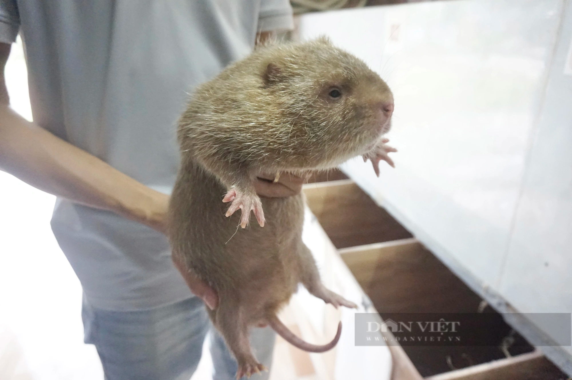 Quảng Nam: 9X khởi nghiệp nuôi loài chuột “khổng lồ”, chỉ ăn tre mía mà cho lãi cao  - Ảnh 6.