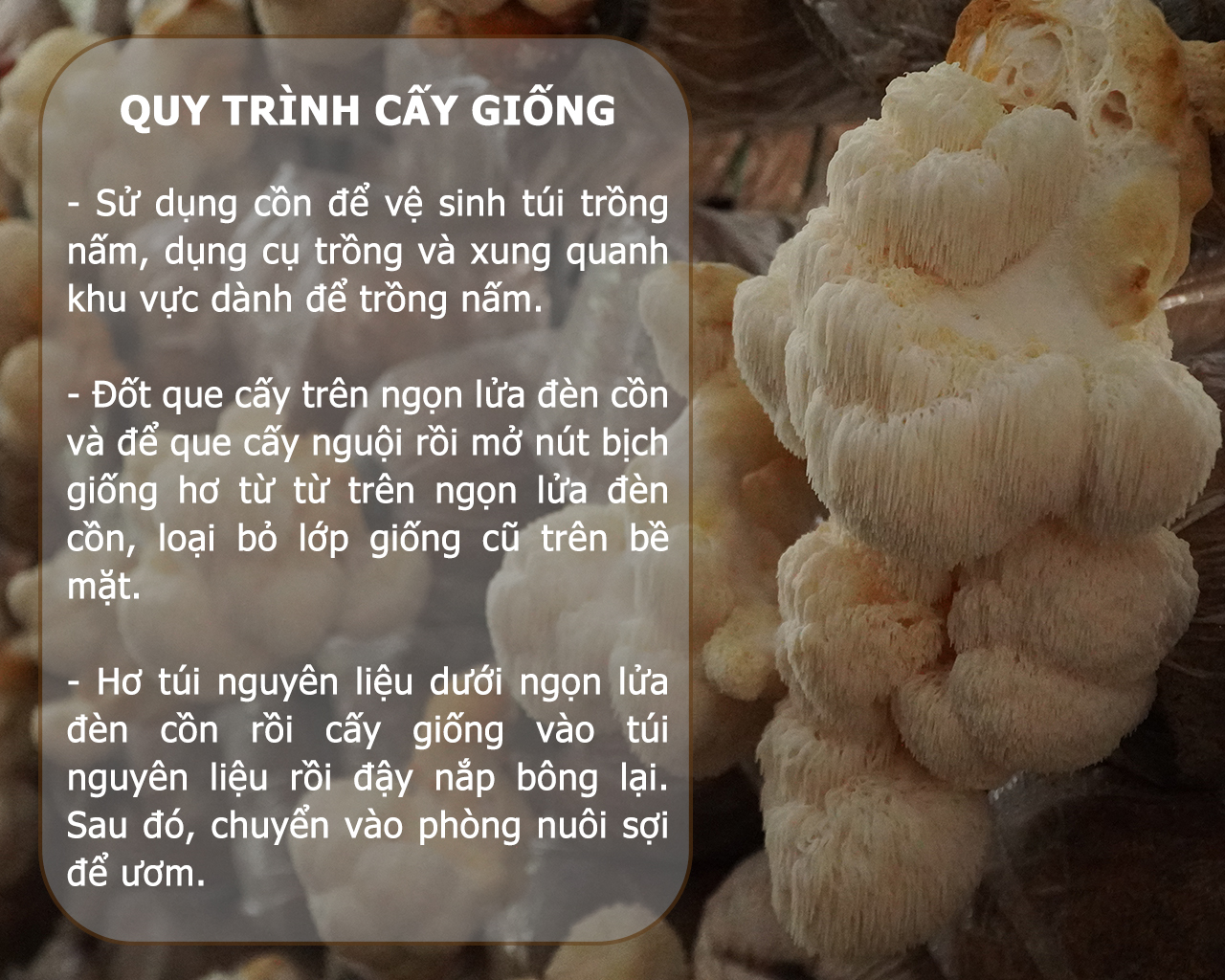 SỔ TAY NHÀ NÔNG: Trồng và chăm sóc nấm đầu khỉ cho năng suất cao - Ảnh 2.