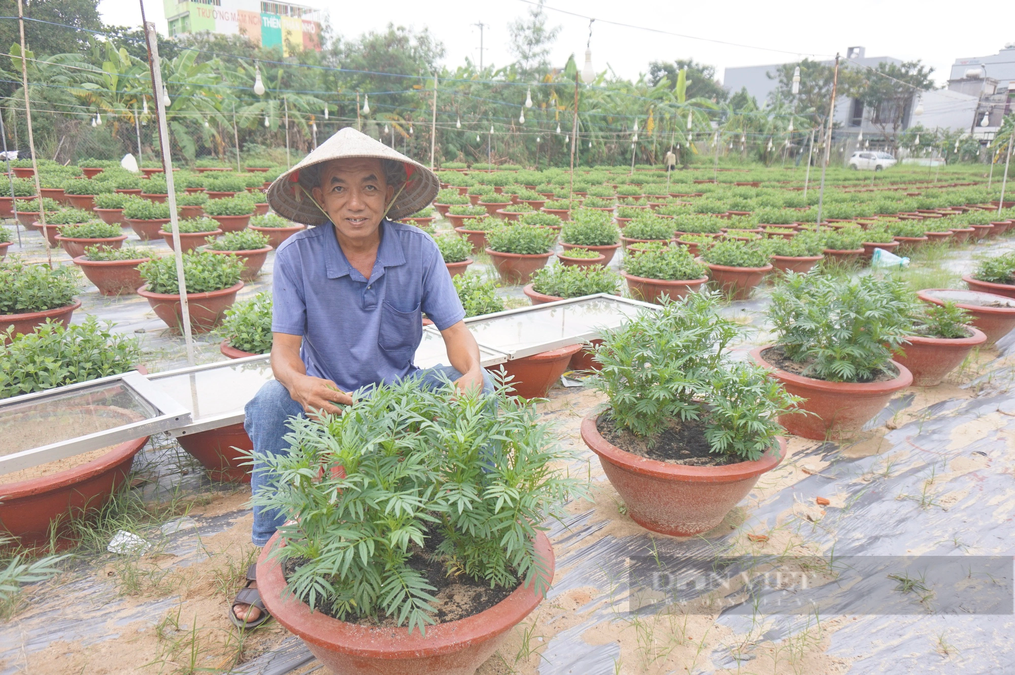 Đà Nẵng: Nguồn lực của Hội tiếp sức cho nông dân Hòa Xuân mạnh dạn làm kinh tế- Ảnh 1.