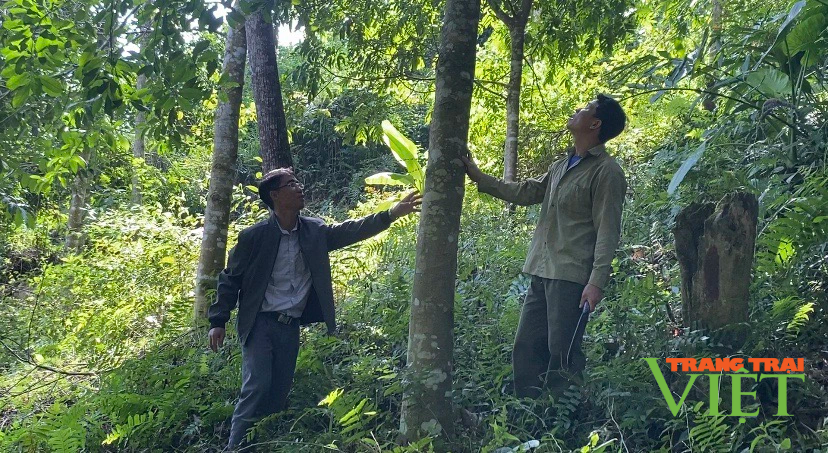 Lai Châu: Phát huy vai trò các tổ chuyên trách bảo vệ rừng - Ảnh 1.