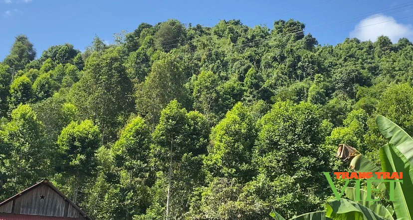 Lai Châu: Phát huy vai trò các tổ chuyên trách bảo vệ rừng - Ảnh 2.