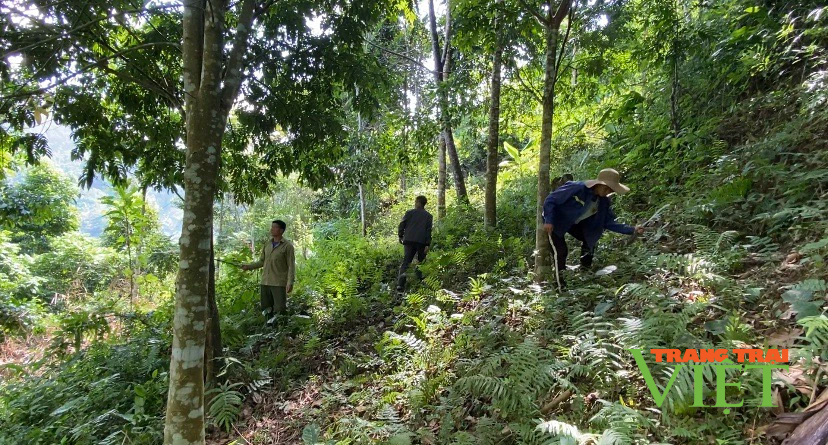 Lai Châu: Phát huy vai trò các tổ chuyên trách bảo vệ rừng - Ảnh 3.