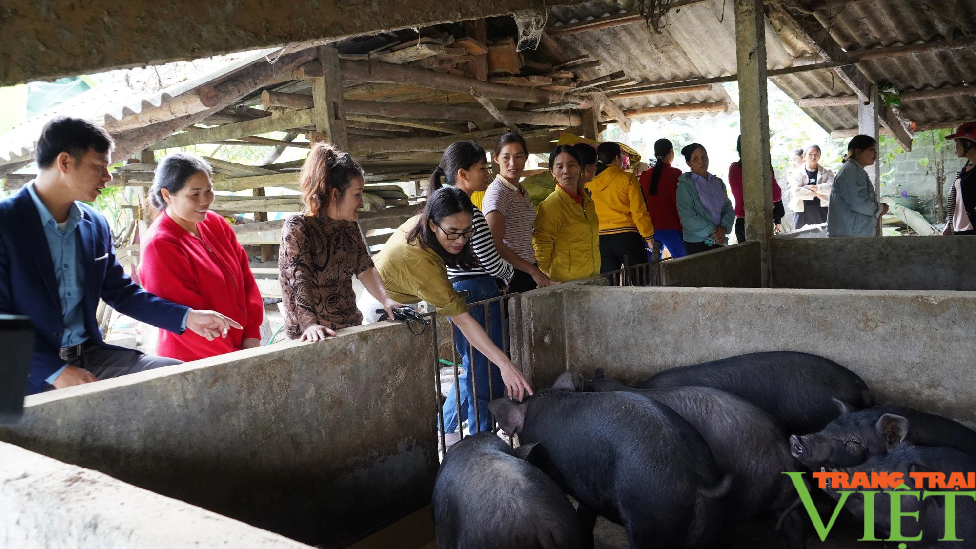 Hiệu quả mô hình nuôi lợn bản địa an toàn ở Lào Cai - Ảnh 2.