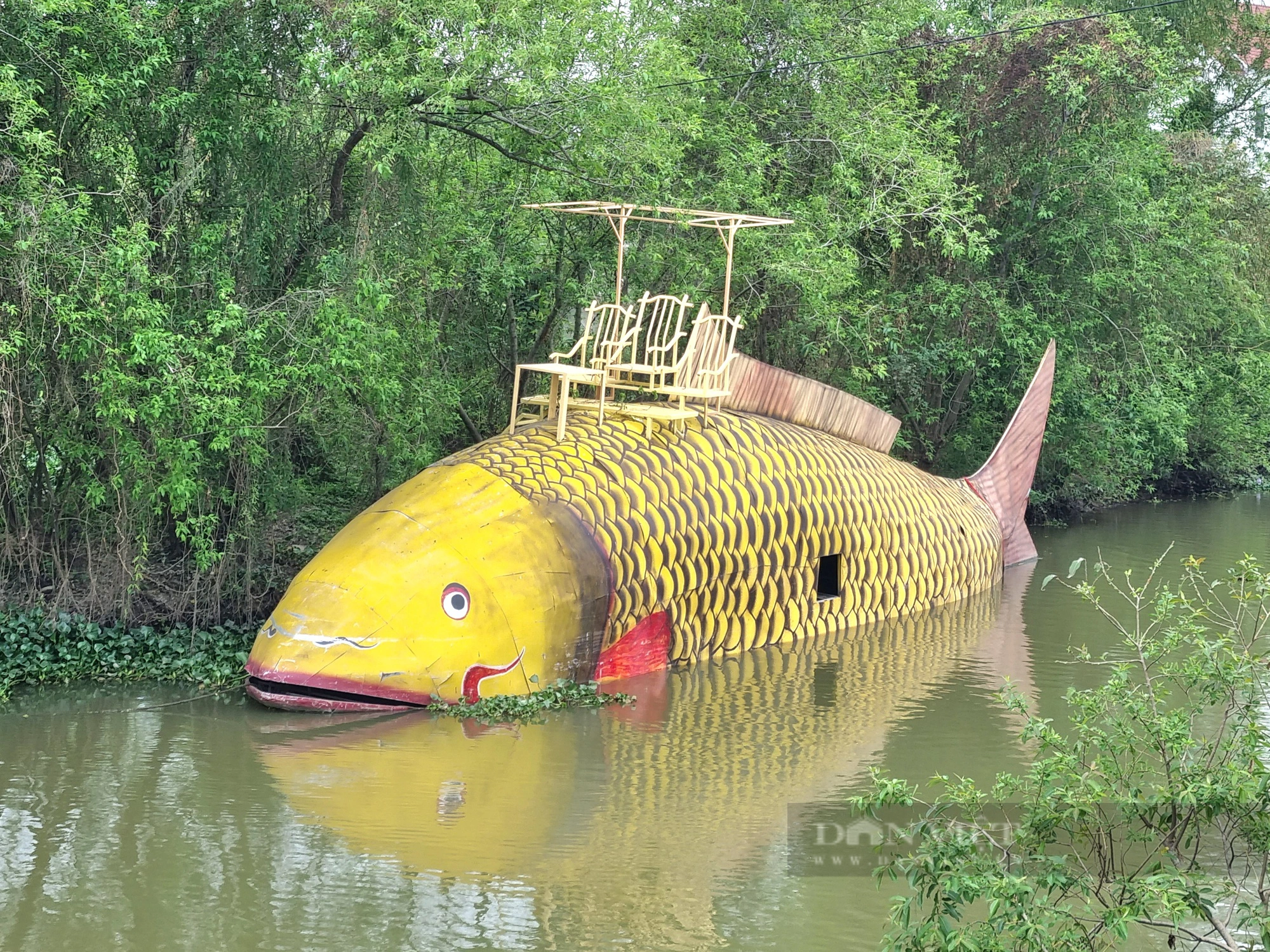 Bất ngờ con cá chép vàng nặng gần 1.000kg xuất hiện trên sông Hoàng Long ở Ninh Bình - Ảnh 2.