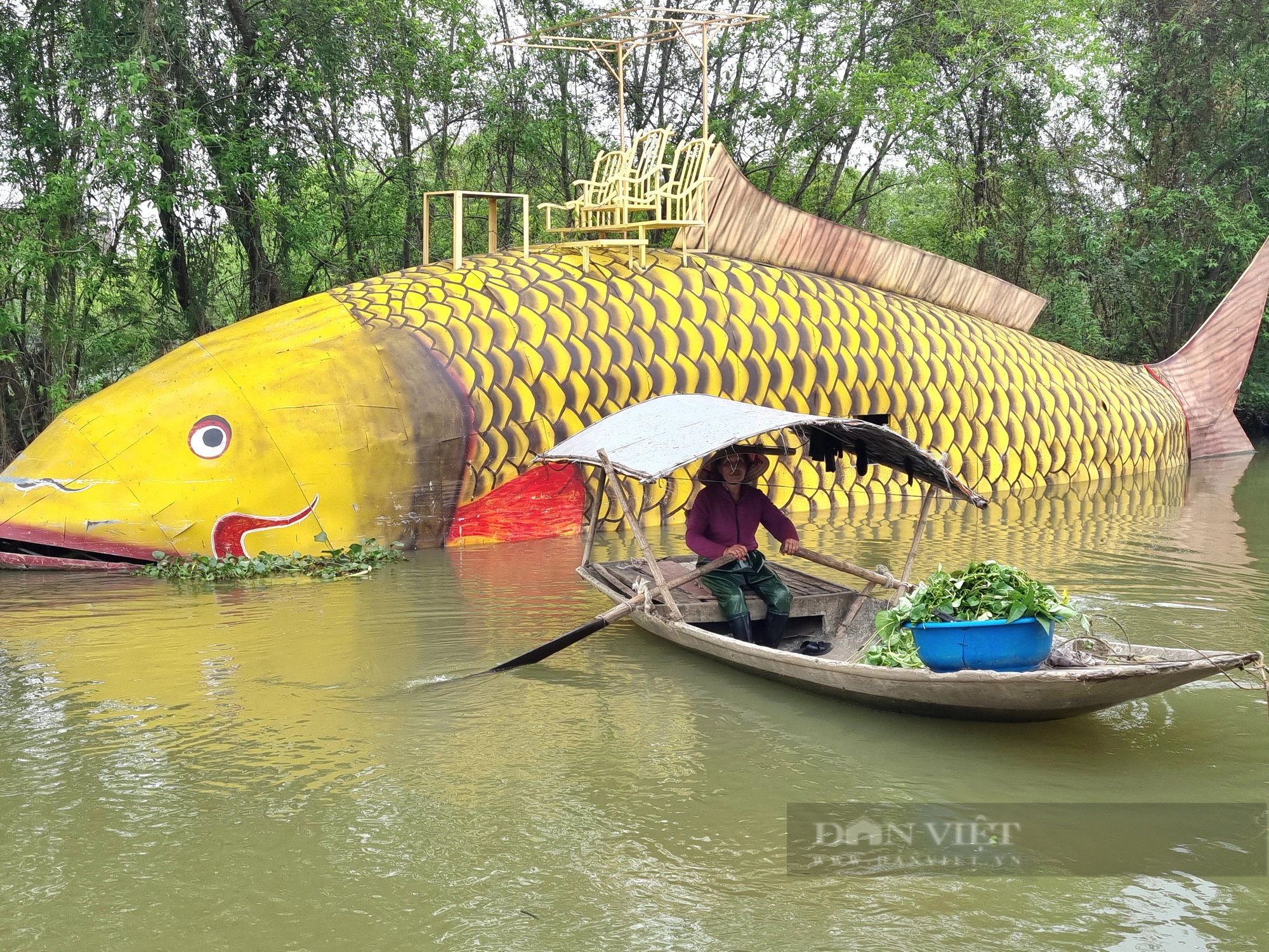 Bất ngờ con cá chép vàng nặng gần 1.000kg xuất hiện trên sông Hoàng Long ở Ninh Bình - Ảnh 7.