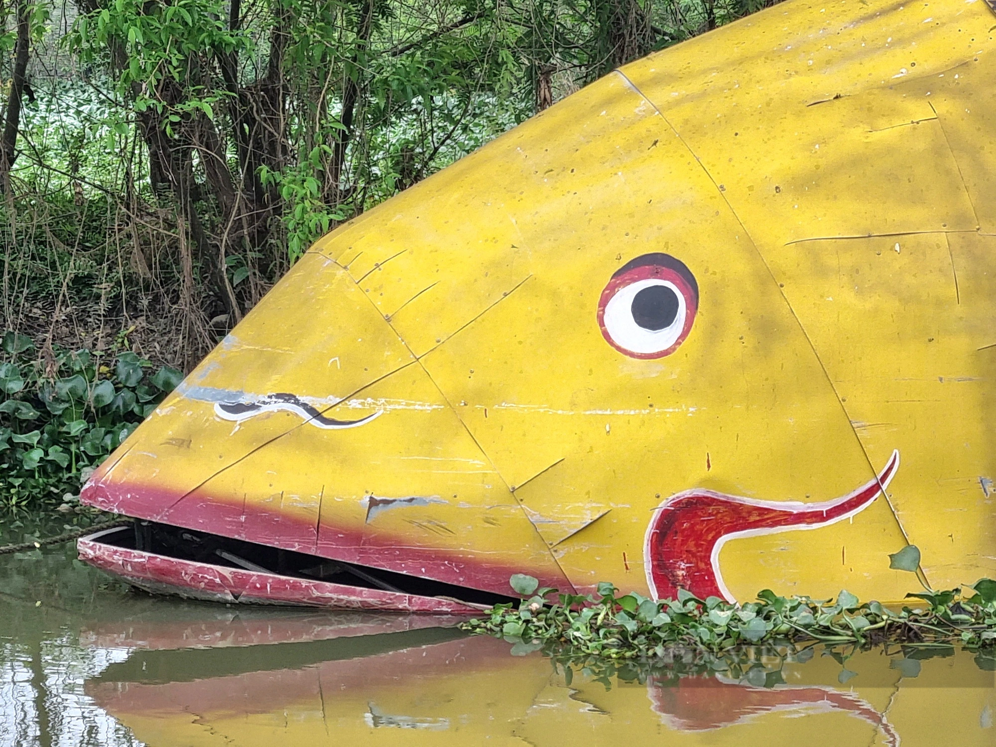 Bất ngờ con cá chép vàng nặng gần 1.000kg xuất hiện trên sông Hoàng Long ở Ninh Bình - Ảnh 4.