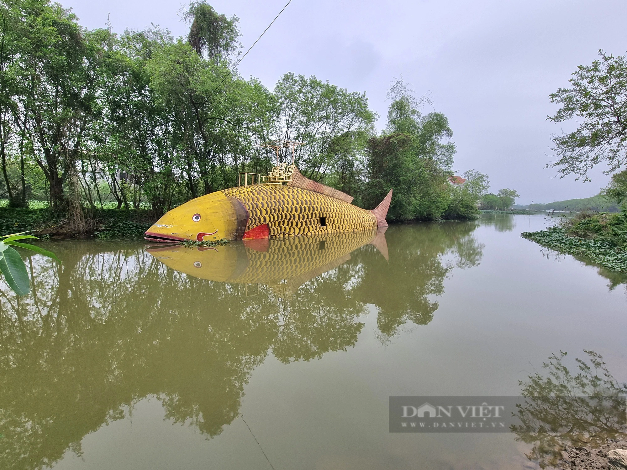 Bất ngờ con cá chép vàng nặng gần 1.000kg xuất hiện trên sông Hoàng Long ở Ninh Bình - Ảnh 8.