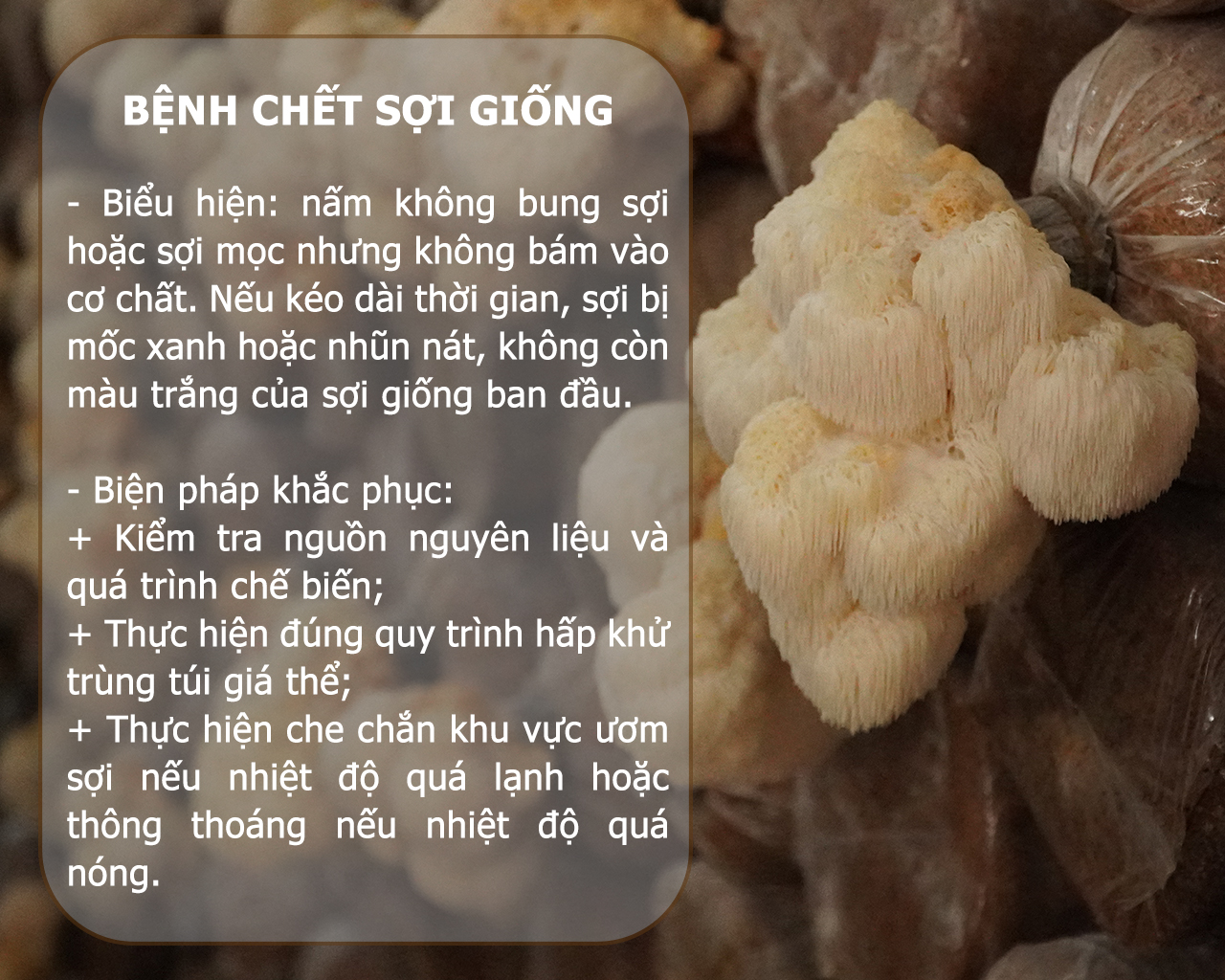 SỔ TAY NHÀ NÔNG: Một số bệnh hại nấm đầu khỉ và biện pháp phòng ngừa - Ảnh 2.