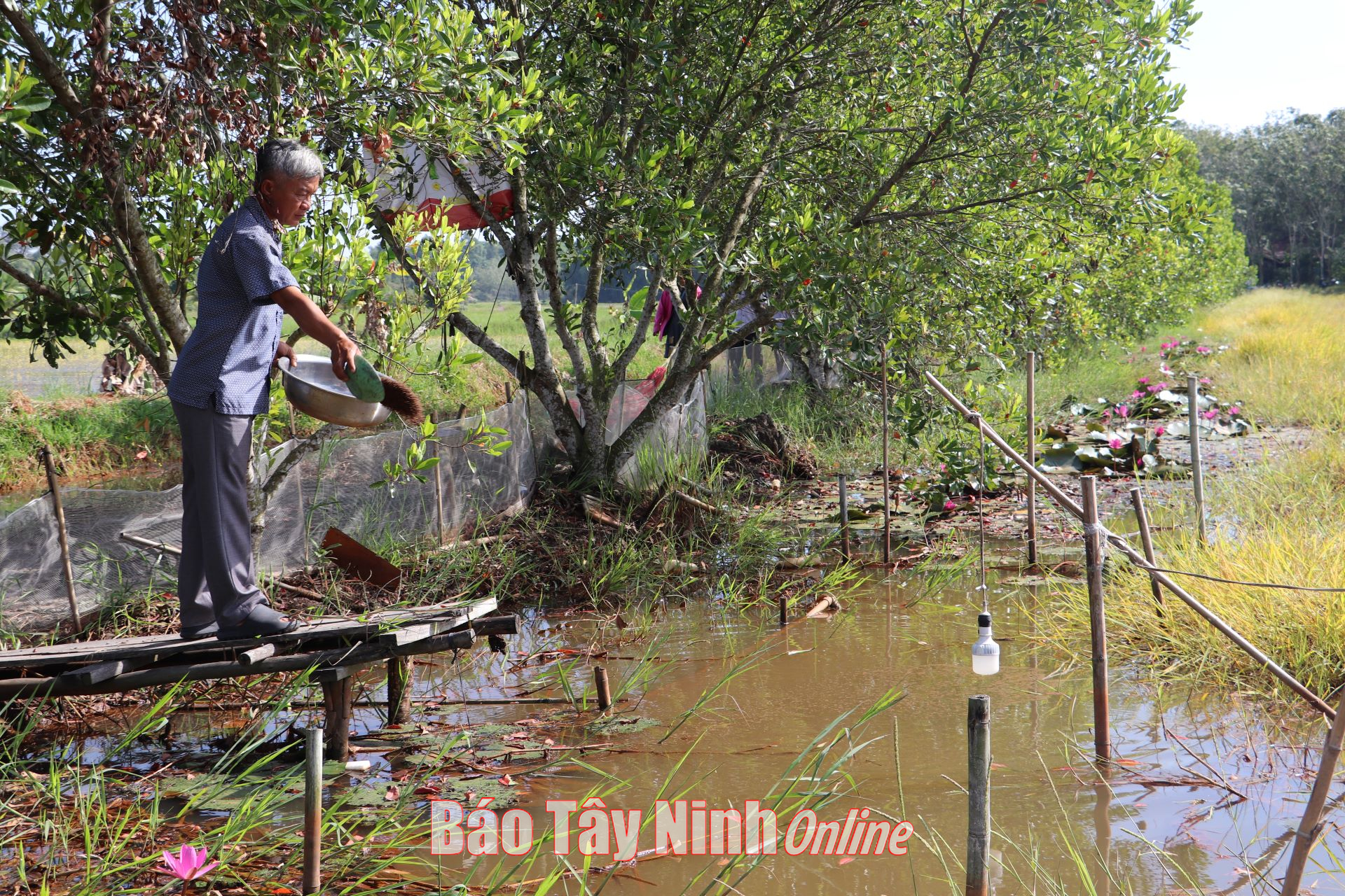 Ở một ở của Tây Ninh, dân đang ham nuôi cá rô đồng trong ruộng lúa - Ảnh 1.