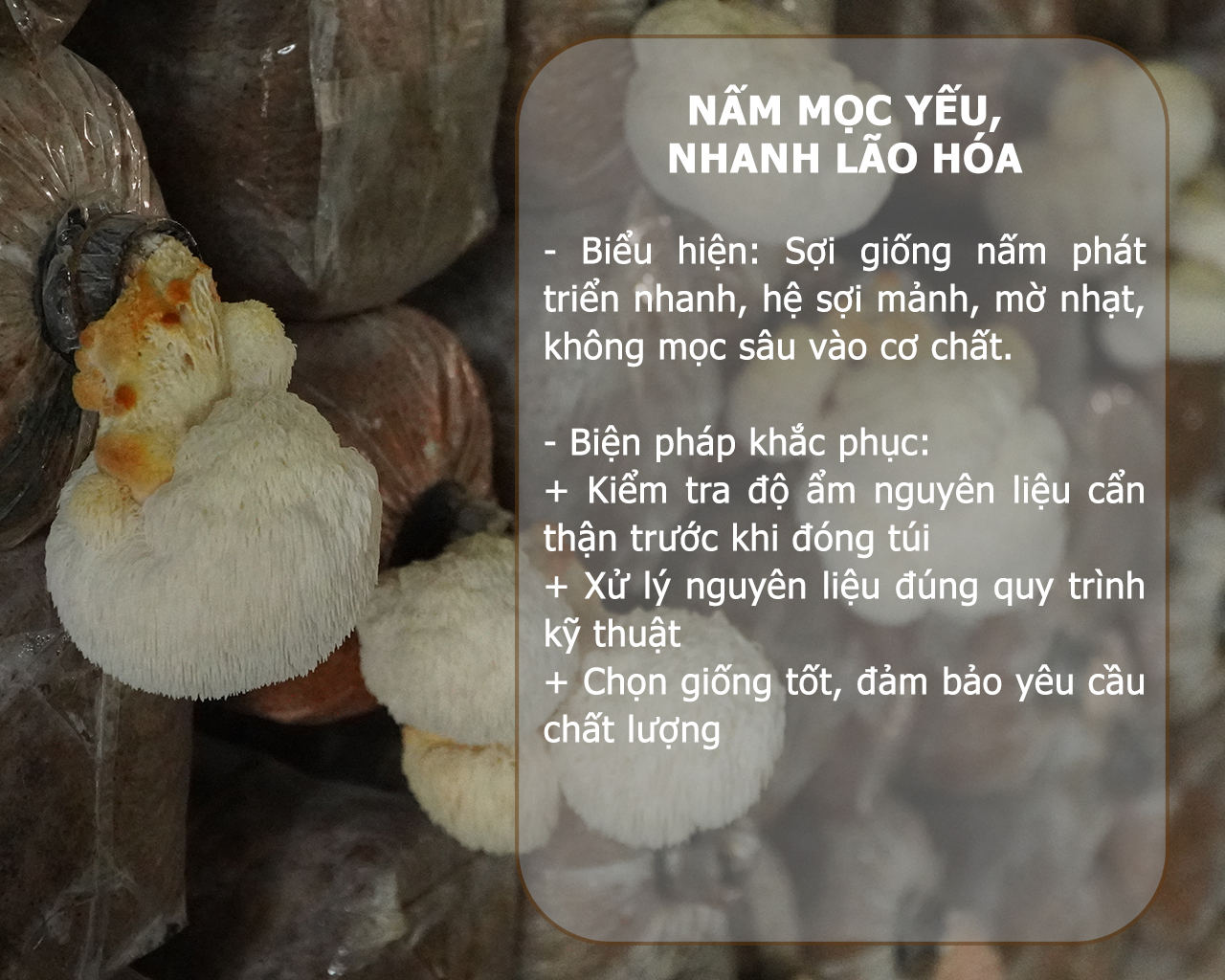 SỔ TAY NHÀ NÔNG: Một số bệnh hại nấm đầu khỉ và biện pháp phòng ngừa - Ảnh 3.