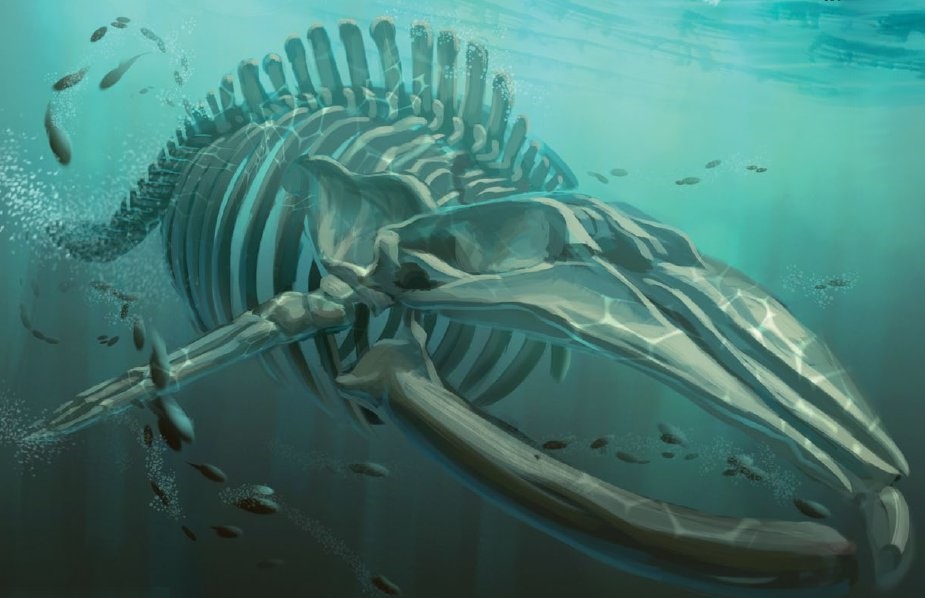 Bí ẩn lời nguyền đáng sợ của quái vật biển Bakekujira: Kẻ khổng lồ trở về từ cõi chết - Ảnh 2.
